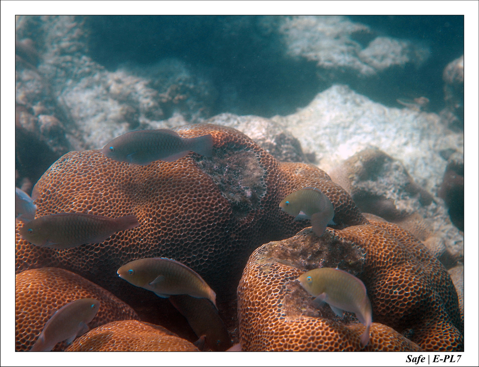 2018 - 08 - Pulau Tinggi - 11